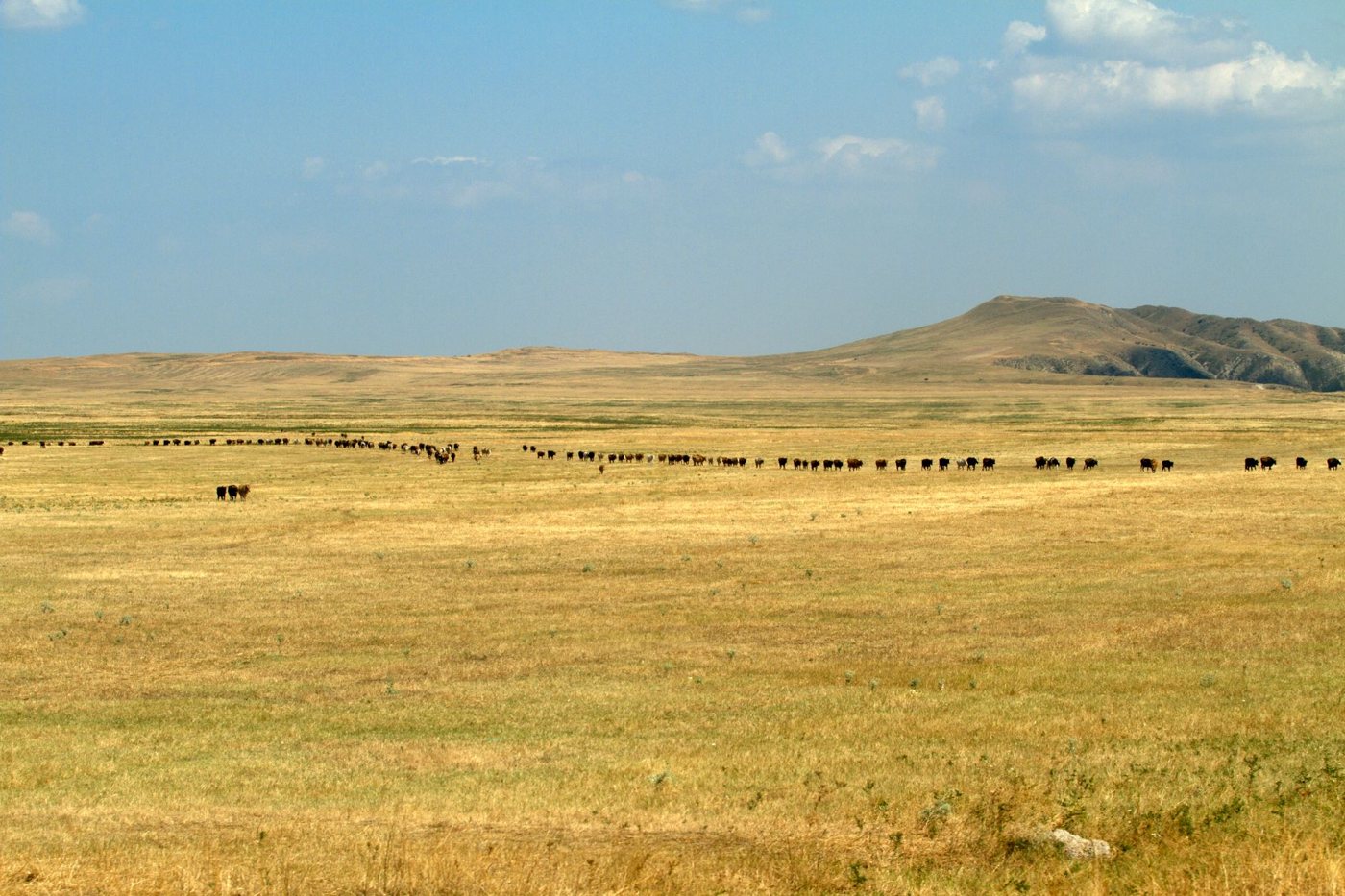 Telavi