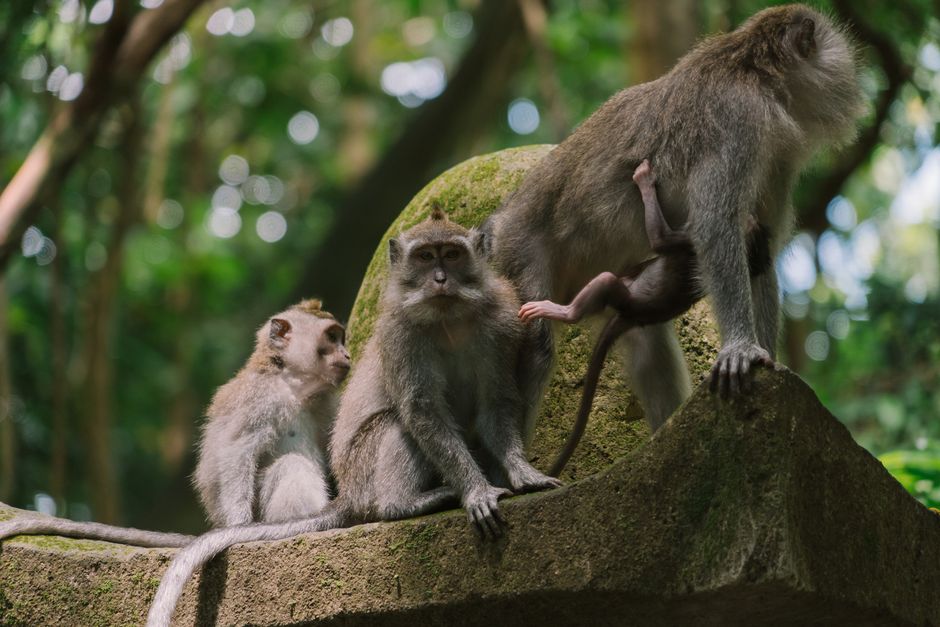 Ubud Monkey Forest