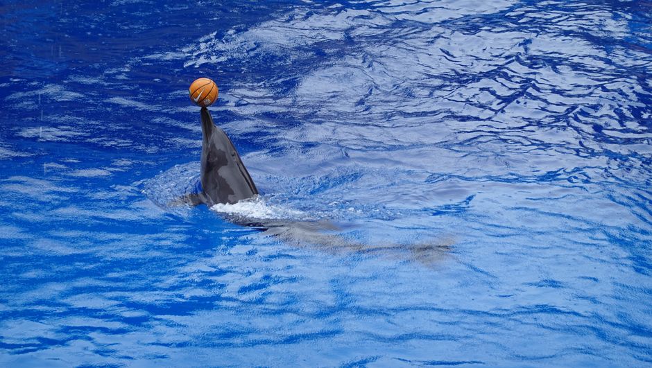Dolphinarium