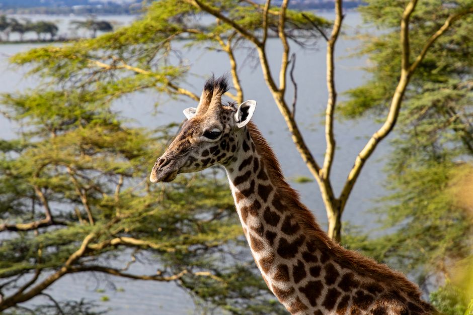Giraffe Centre