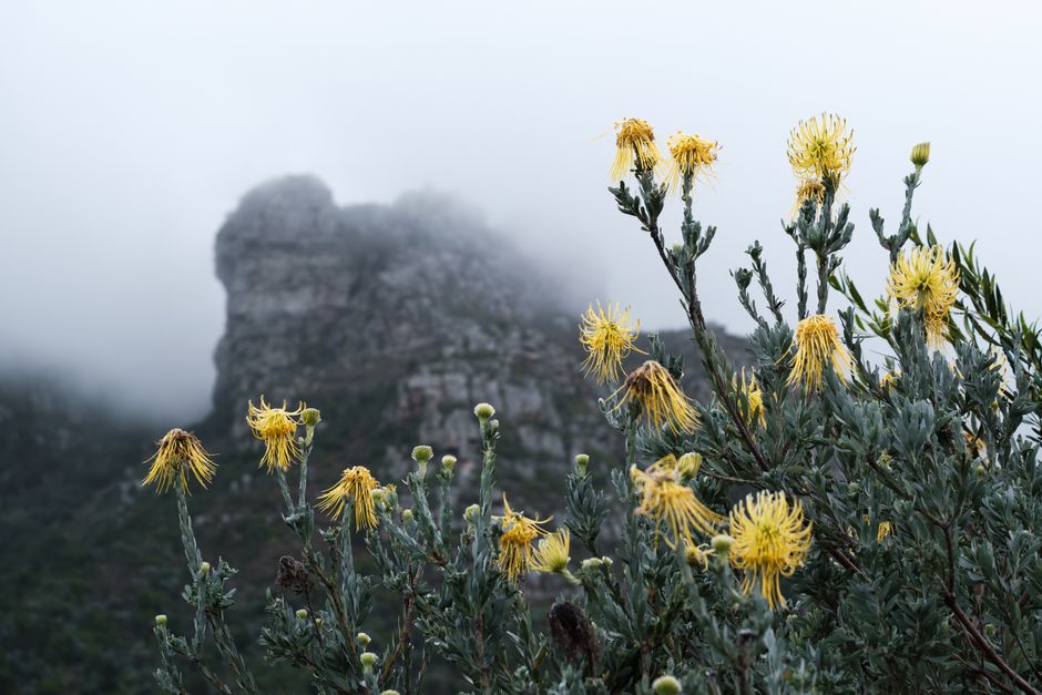 Kirstenbosch Gardens