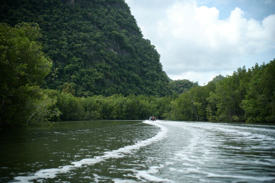 Mangrove Tour