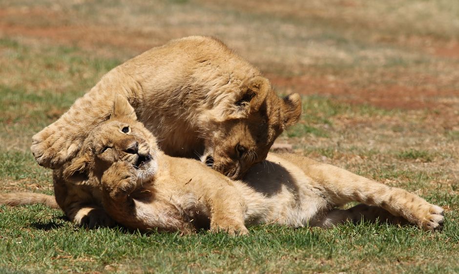Lion Park