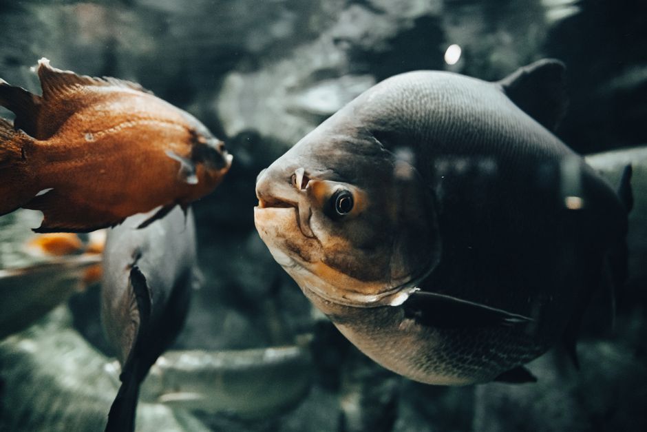Oceanarium