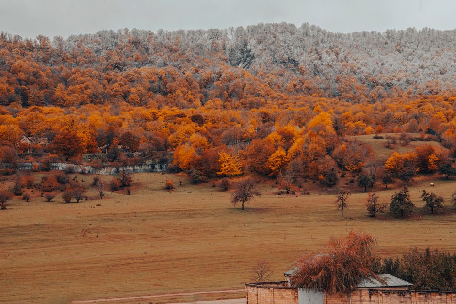 Qechresh Forest