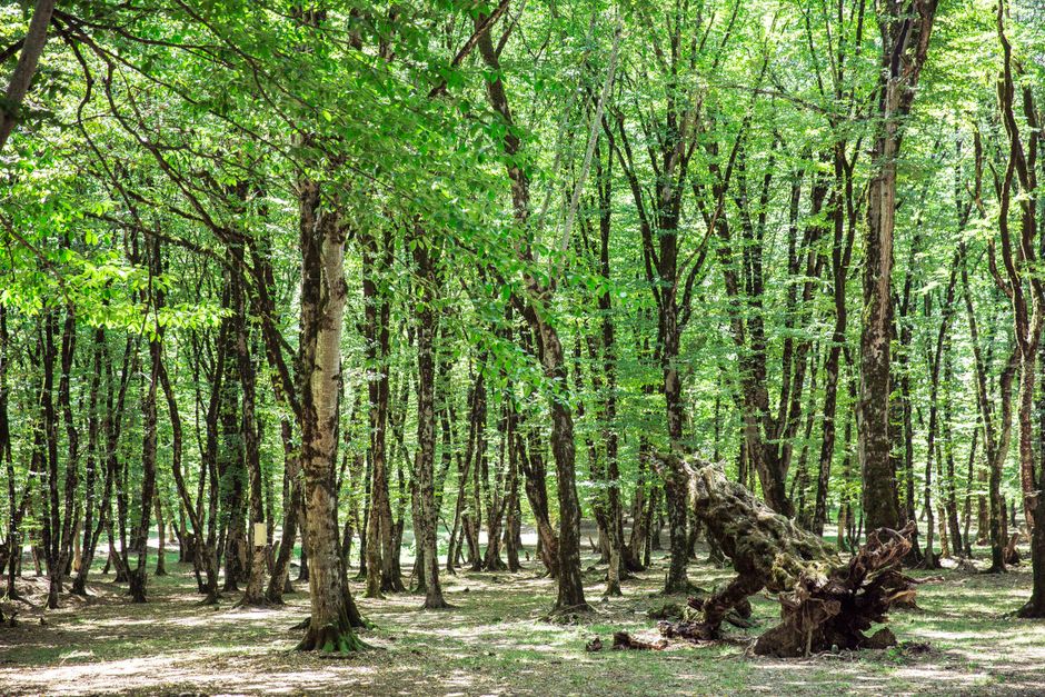 Pirqulu Forest
