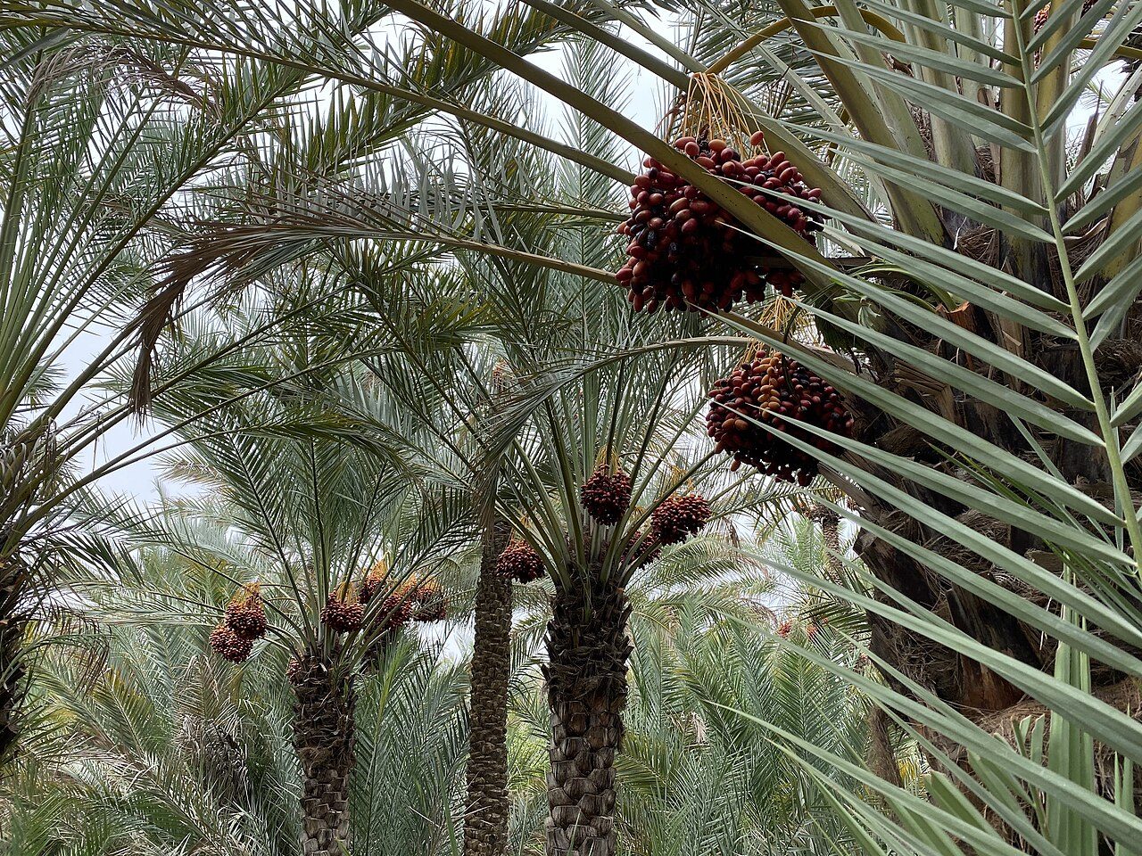 Al Ain Oasis