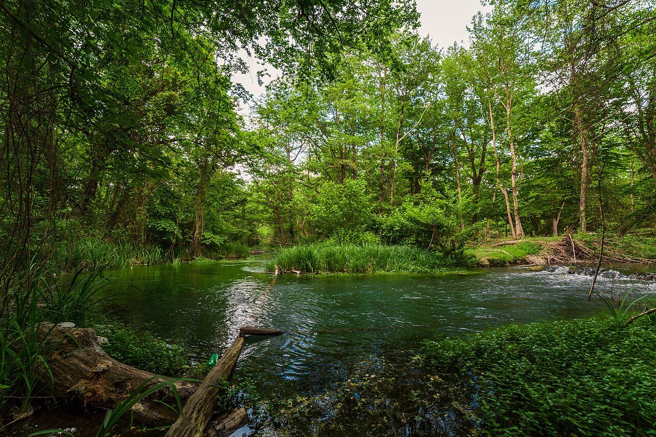 Samur Liana Forest