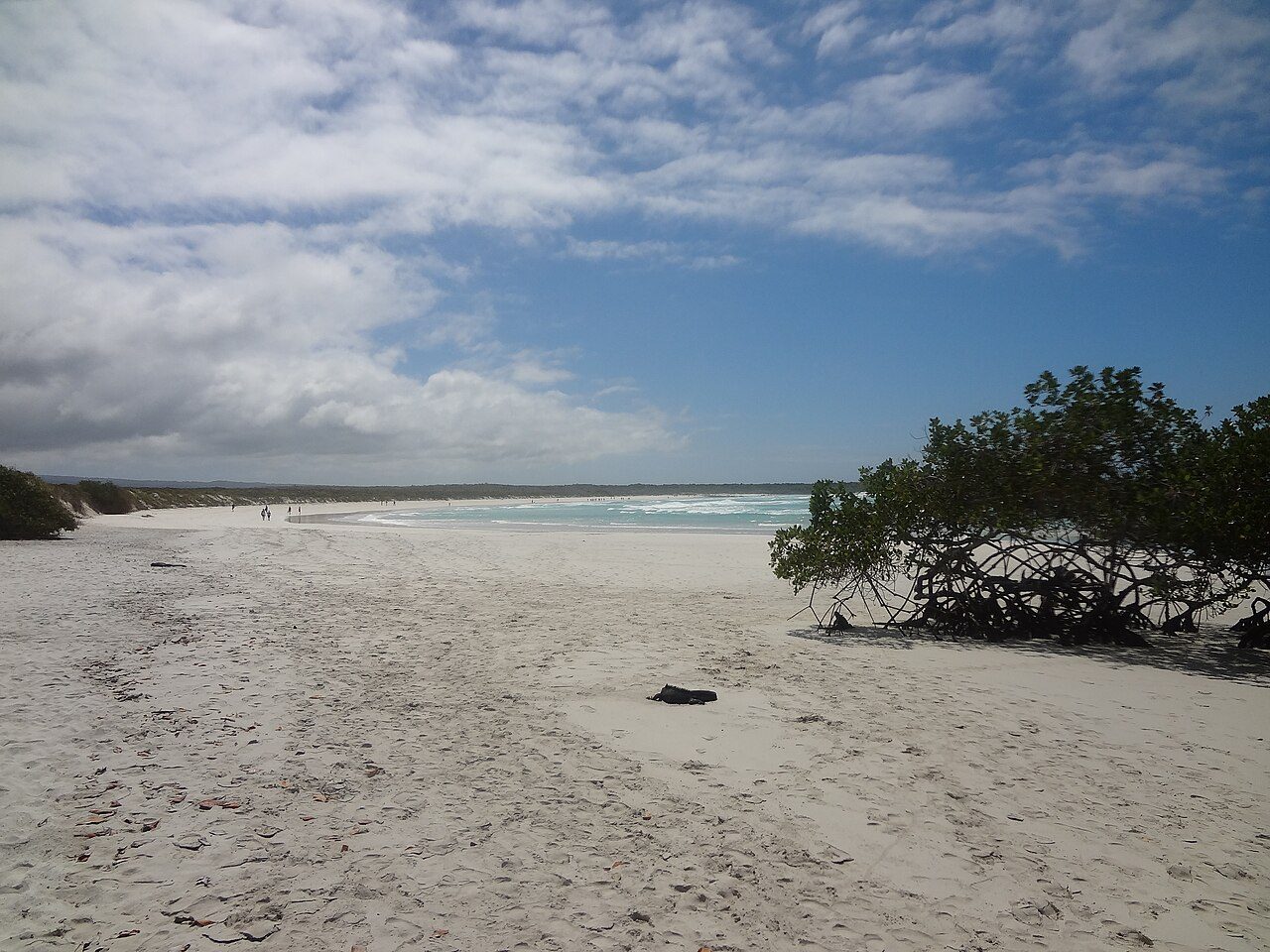 Tortuga Bay